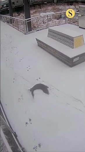 An otterly delightful snow day at the National Aquarium