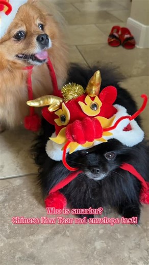 Who is smarter? Red envelope TEST! 🧧🐾❤️🐎 #yearofthehorse #pomeranian #chinesenewyear #blackpomeranian #funny | mimi & momo