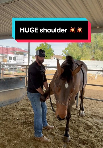 Horse Shoulder Release & Stretching Tutorial