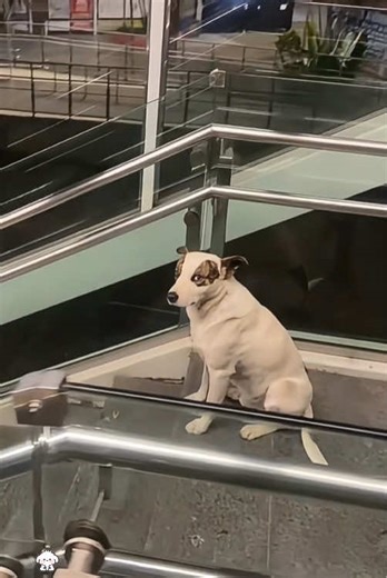 The dog has a bad temper 🐶🤣🤪😂#usa #funnyvideo #dog #dogsoftiktok #funnydog