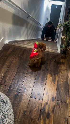 These two take their “conversations” a little too seriously 😂 #cavapoo_daily #cavapoo #puppie #puppylife🐾 #funnypuppy | Veronika Barabášová