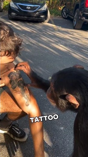 The #chimp Who Acts Just Like Humans