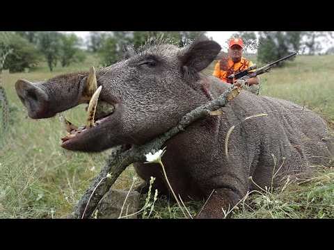 THE BEST SHOTS! Spectacular wild boar fighting scenes.