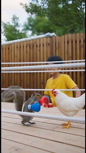 Hen vs Squirrel Boxing Match | Funniest Animal Fight Ever! 😂