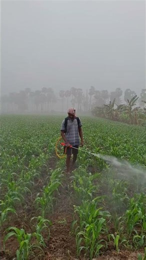 White Jowar - Mahyco ( MSH - 51 ) - Pesticide Control Spraying . #sorghum #jowar #farming #shorts