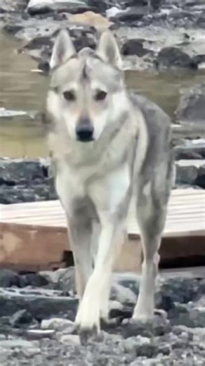 Wolf Dog Breeds: Understanding Malinois and Kangal