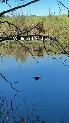 Life in Australia 🇦🇺| #Platypus sighted at a billabong #wildlife #australia