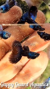 Moscow violet #trendingreels #reelitfeelit #reelsinstagram #thrissurpooram #réel #petstagram #farmer #viralvideos #viral | Guppy Guard Aquatics