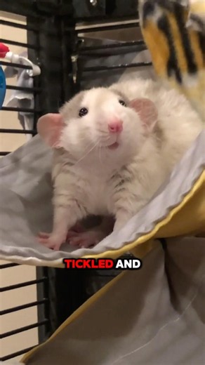Rats Can Laugh… But Humans Can’t Hear It