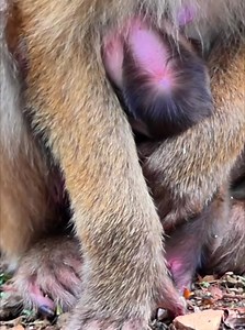 9K views · 190 reactions | Monkey Video on Reels | Facebook