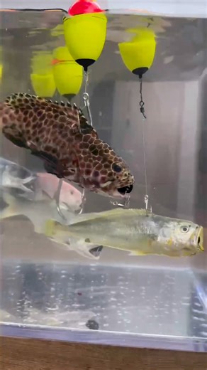 3K reactions · 176 shares |  Kanama Smart Bait -Bringing dead fish back to "life".履‍♂ KANAMA Dead Fish Swimming Competition . www.kanama.net . #Kanama #fishing #fisherman #釣り #船釣り #pesca #electroniclure | Kanama | Facebook