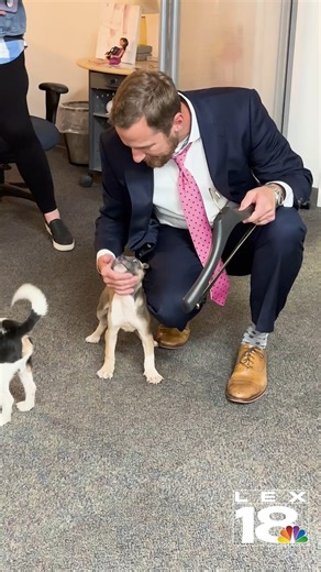 14K views · 607 reactions | We had some very special and furry guests come to see us at the station. Thank you to the @Lexington Humane Society for bringing them out! | LEX 18 | Facebook