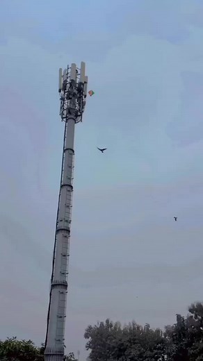Eagle Kites: Mastering the Art of Design and Flight