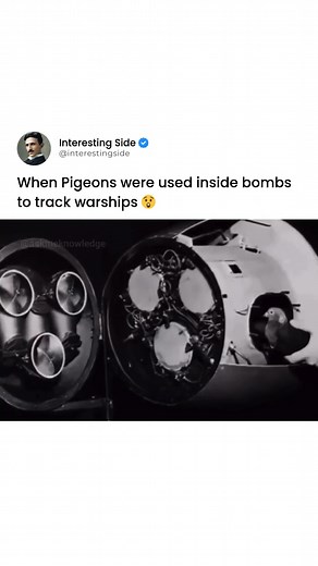 4.2M views · 62K reactions | It is likely a humorous meme or a fictional scenario. It plays on the idea of using pigeons, known for their homing abilities, as a tracking device inside bombs. This uses humor to highlight the unexpected and sometimes absurd ideas that can arise. Let's appreciate the humor in unexpected scenarios and the ability to find amusement in the unusual. Liked the content? Follow @interestingside ✨ | Interesting Videos | Facebook