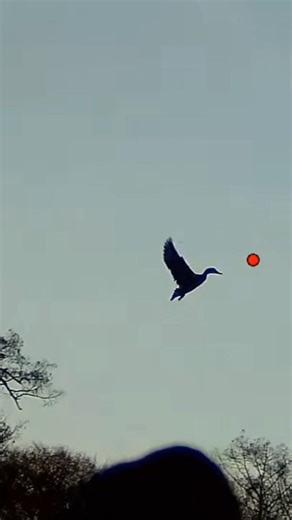 Today geese hunting in USA #usa#shorts#youtubeshorts #season#snow#geese#hunting#viralshorts#birds#uk