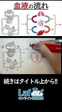 【生物】血流の流れ！心臓と肺循環、肺胞について！【中2理科】#理科 #受験 #入試