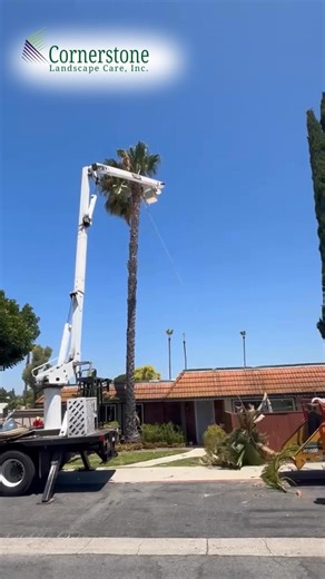 1K views |  At Cornerstone Landscape, we recognize the dangers that come with tree trimming. That's why we prioritize safety with ongoing training for our crews. Your peace of mind is our commitment!  #SafetyFirst #CornerstoneLandscape #TreeTrimming #ProfessionalCare | Cornerstone Landscape | Facebook
