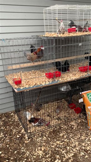 New pen set up! Got my breeders all separated now so we can start hatching even more pure birds! Hopefully this season goes well and I can bring y’all some awesome content. Stay tuned for the UFPA show update, site is in 2 weeks!! #fyp #OEGB #showbirds #breeder #quality