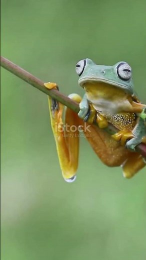 Wallace’s flying frog! 🌿 #FlyingFrog #Wildlife #NatureLovers #AmazingAnimals #FrogFacts #naturelover