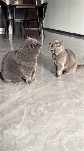 The Anime Strike: British Shorthair Drama! 理石上的微风暴