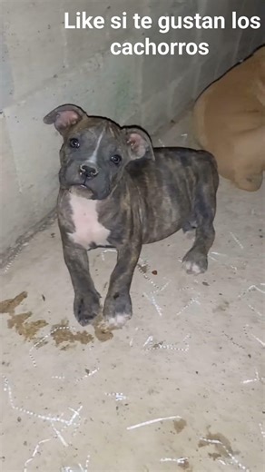 hermosos cachorros american bully así se ven de cachorros