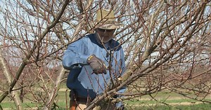 The Family Plot:Pruning Nectarine Trees & Growing Cabbage Season 6 Episode 625