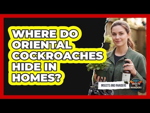 Where Do Oriental Cockroaches Hide in Homes?