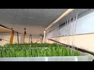 How to build a Home made Fodder System