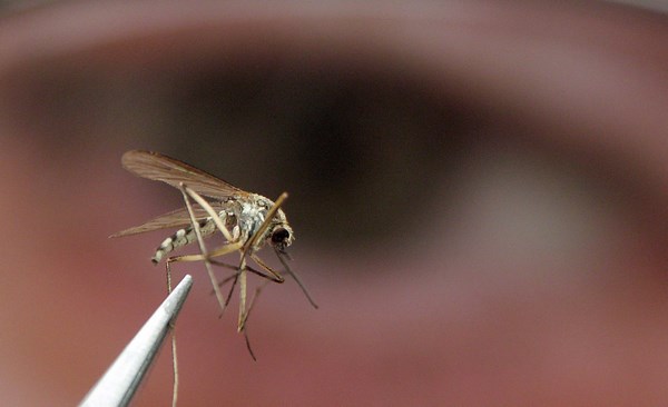 What to know about West Nile virus