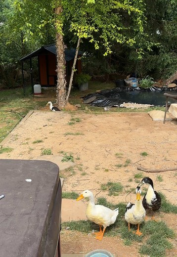 Baby Duckling Succeeds: Cute Duck Does It!
