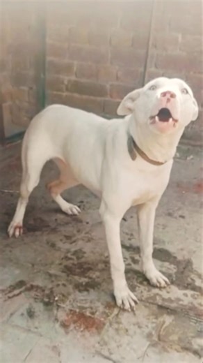 Real Aggressive Dog Barking Scary Dog SoundWarning #AggressiveDog #DogBarking #RealDogSounds #dog