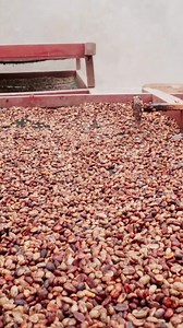 Black pepper is harvested from the fruits of the black pepper plant, known as Piper nigrum. The plant produces small, round, green berries that are picked when they reach maturity but are still unripe. These berries are then typically sun-dried, which causes them to shrivel and turn black, resulting in the familiar peppercorns. The drying process can also produce other types of pepper, like white and green, depending on when the berries are harvested and how they're processed. Black pepper's dis