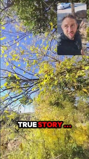 What is Mistletoe: The Tree Parasite Nobody Takes Seriously - "Feces on a Schtick" 😳