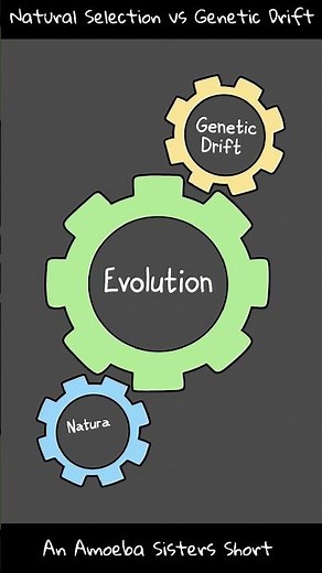 Natural Selection vs Genetic Drift - Amoeba Sisters #Shorts