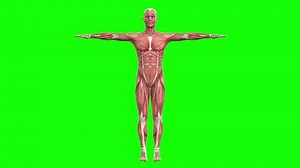 3D male muscles anatomy T-pose on green screen seamless loop 3D animation, rotating 360. You can easily key out (remove) the green screen with just one click using any video editor.