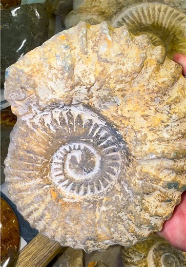 Available n po eto with price, kindly ask lng po.⬇️⬇️⬇️ A fossilized ammonite is the preserved remains of an extinct marine animal that lived millions of years ago. What an ammonite was? Ammonites were marine mollusks, related to today’s squid, octopus, and nautilus. They lived roughly 400–66 million years ago, disappearing at the same time as the dinosaurs. They had: A soft body (rarely preserved) A hard, spiral shell (what usually fossilizes) How an ammonite becomes fossilized Death in the oce