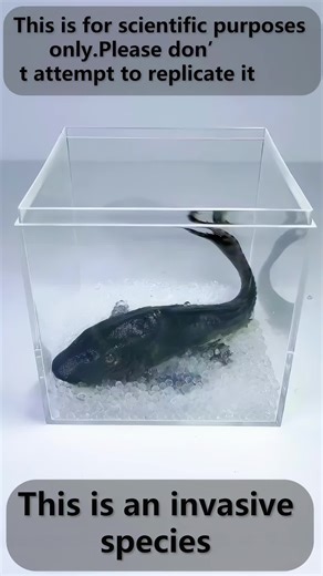 #fyp #usa #mosquito #bee #snail | mosquito