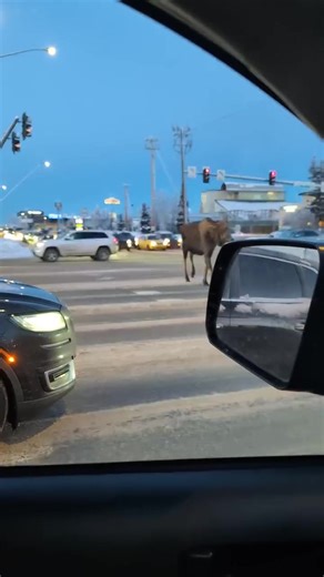 #ilovealaska #alaska #anchorage #moose | anchorage alaska