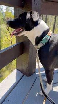 The Eight Dollar Mountain Botanical Wayside is near Cave Junction, OR #pnwlife #hiking #dog #nature