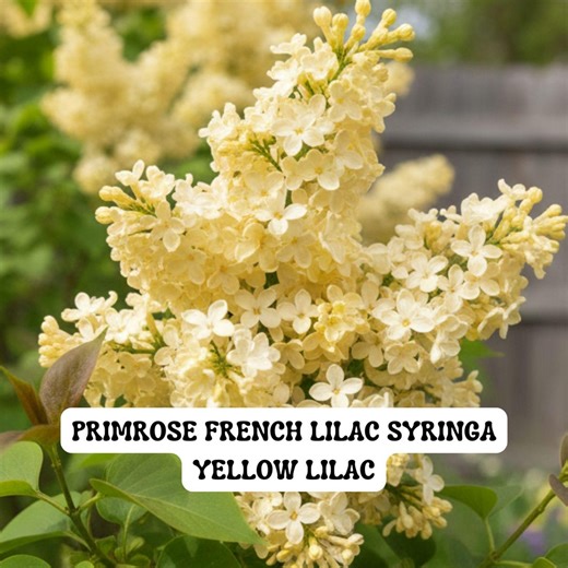 Rare Yellow Lilac Plant: Primrose French Lilac - Live 4" Pot - Etsy