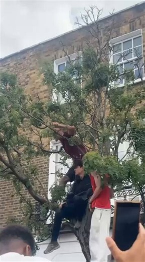 THIS IS THE BEST VIDEO OF THE DAY😭😭😭😭😭😭“We hate Tottenham, We hate Tottenh-“*Tree just falls down with them on it*😂😂😂😂😂😂😂😂😂