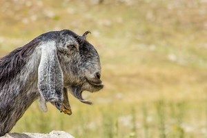 Shami Goats Now an Endangered Species