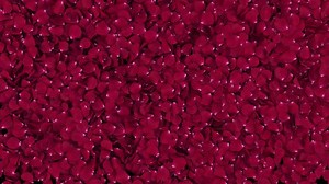 Red Rose Petals Transition On Alpha Stock Footage Video (100% Royalty-free) 1109885435 | Shutterstock