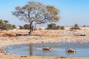 Parc national d'Etosha : guide de visite complet