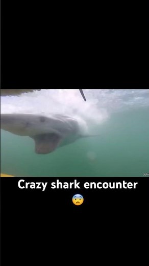 The water was suddenly brown… #shark #sharkattack #ocean #nature