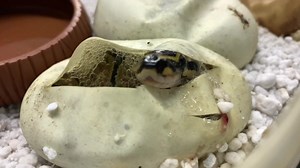7.8K views · 121 reactions | Just got this amazing footage of a Royal Python emerging into the world from the egg for the first time. Wow. Check out those amazing colours!  讀  | White Post Farm | Facebook