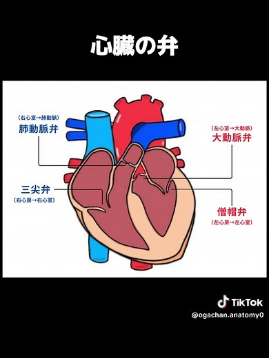 【心臓の構造と働き】 #医療学生 #解剖生理学 #インストラクター #セラピスト #マッサージ #看護 #看護学生 #整体師 #解剖学 #解剖学の勉強 #過去問 #心臓 #心タンポナーデ