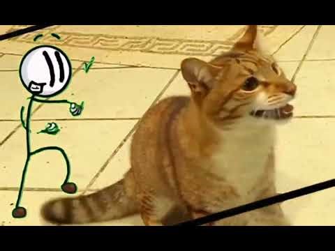 Preview 2 distraction dance with mylo the cat dancing