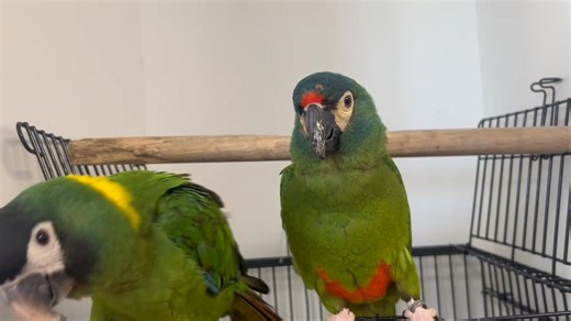 Super Cute Yellow Collared Macaw & Illigers Macaw Available at our Hoppers Crossing store Call, Pm, Email or Visit the store for more information. 2/2 Shaft Court, Hoppers Crossing VIC 3029 Ph : 03 8360 8887 Monday to Friday - 10am to 5.30pm Saturday - 9:30am to 5pm Sunday – 10am to 4.30pm Wildlife Dealer’s Licence: 14934108DX Other Locations Shop 58/1880 Ferntree Gully Road, Ferntree Gully VIC 3156 Ph : 03 9989 3350 Wildlife Dealer’s Licence: 14927438DX 57 Alkira Ave, Norlane VIC 3214 Ph : 03 4