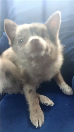 the #puppy Sienna is a mix of Chihuahua and Pomeranian #doglovers #dog #dogs #animals #puppies